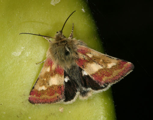 Heliothodes diminutivus