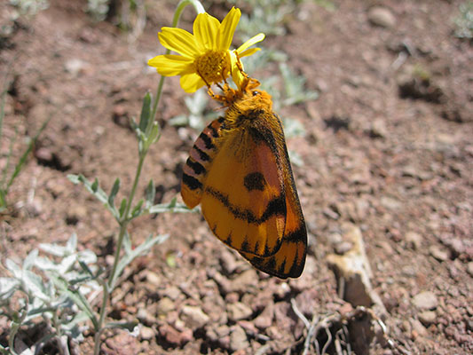 Hemileuca eglanterina - The Elegant Sheep Moth