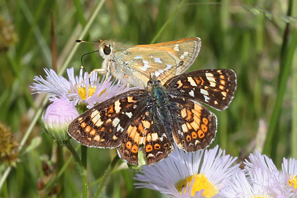 Phyciodes pulchella owimba - The Field Crescent