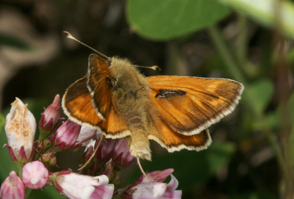 Hesperia colorado oregonia - The Western Branded Skipper