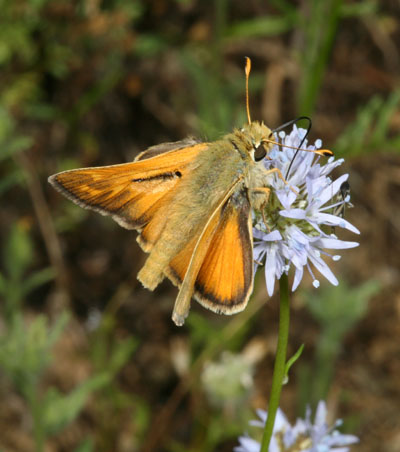 Hesperia colorado oregonia - The Western Branded Skipper