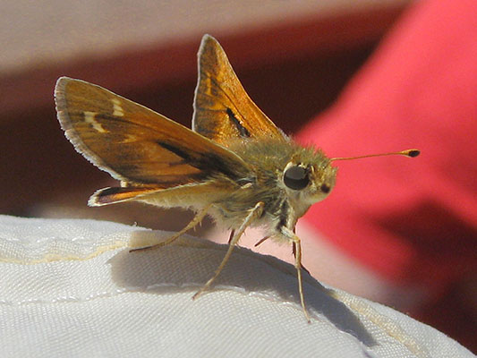 Hesperia colorado oregonia - The Western Branded Skipper