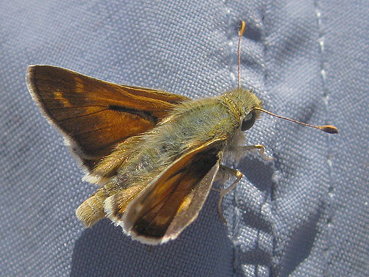 Hesperia colorado oregonia - The Western Branded Skipper