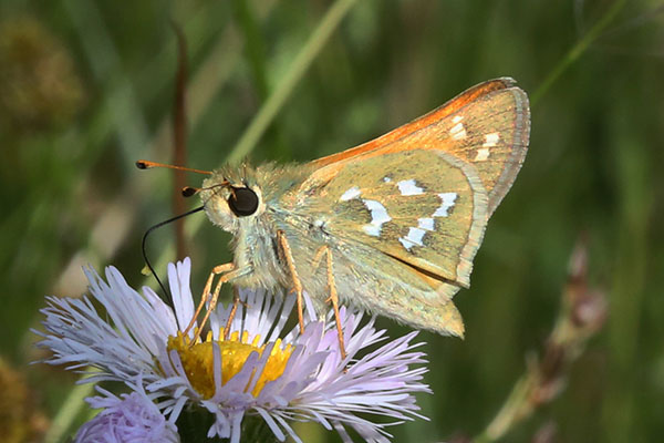 Hesperia colorado oregonia - The Western Branded Skipper