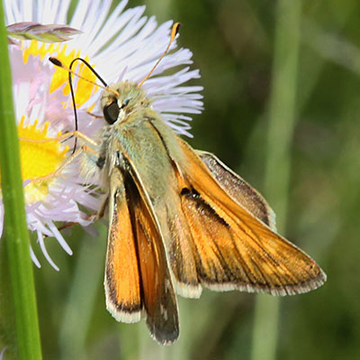 Hesperia colorado oregonia - The Western Branded Skipper