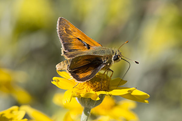 Hesperia colorado oregonia - The Western Branded Skipper