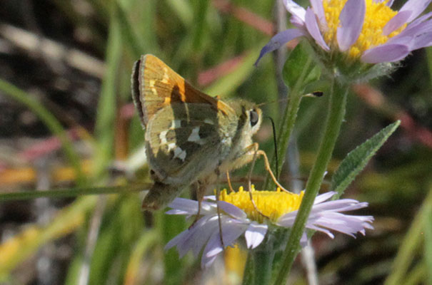 Hesperia juba - The Juba Skipper