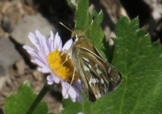 Hesperia juba - The Juba Skipper