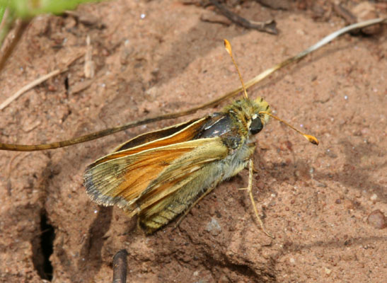 Hesperia lindseyi septentrionalis - Lindsey's Skipper