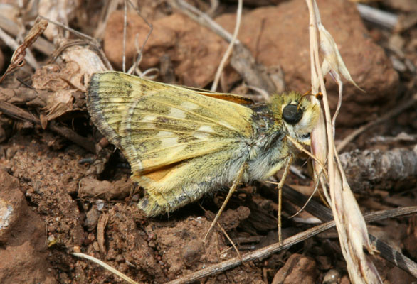 Hesperia lindseyi septentrionalis - Lindsey's Skipper