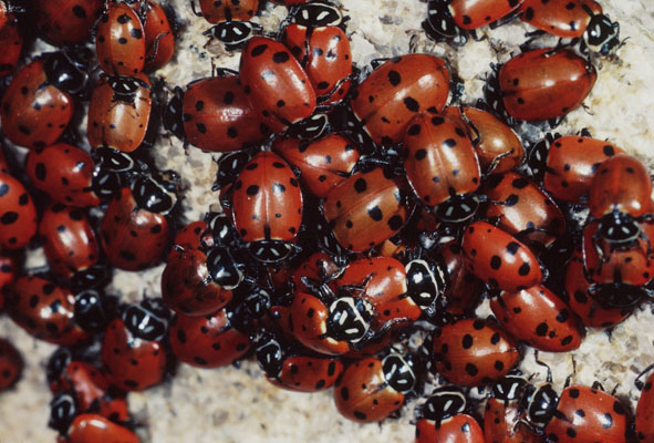 Hippodamia convergens - The Convergent Lady Beetle