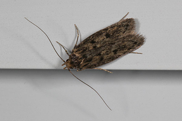 Hofmannophila pseudospretella - The Brown House Moth