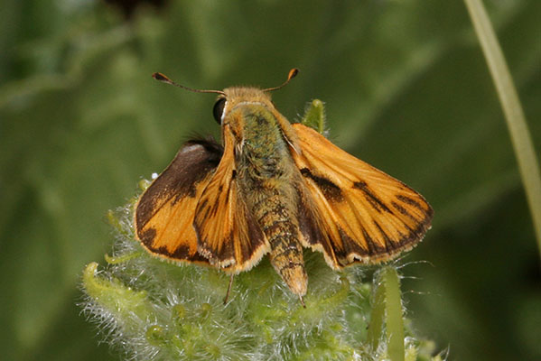 Hylephila phyleus - The Fiery Skipper