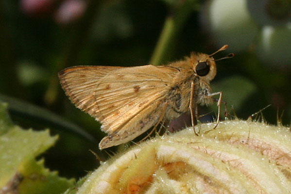 Hylephila phyleus - The Fiery Skipper