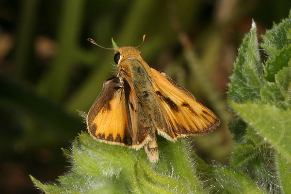 Hylephila phyleus - The Fiery Skipper