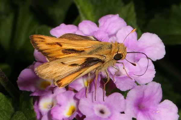 Hylephila phyleus - The Fiery Skipper