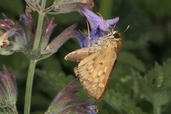 Hylephila phyleus - The Fiery Skipper