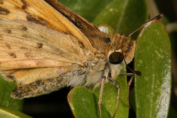 Hylephila phyleus - The Fiery Skipper