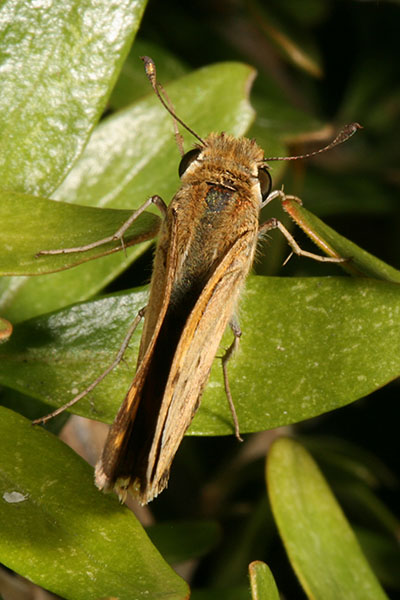 Hylephila phyleus - The Fiery Skipper