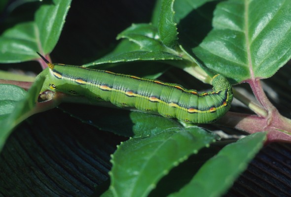 Hyles lineata - The White-lined Sphinx