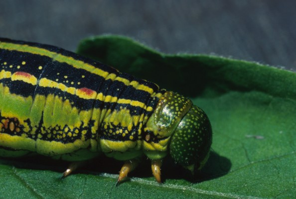 Hyles lineata - The White-lined Sphinx