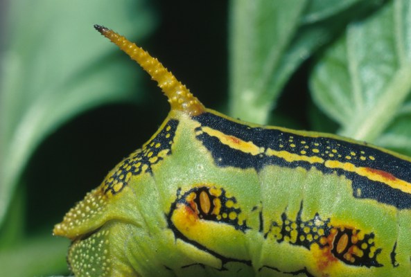 Hyles lineata - The White-lined Sphinx