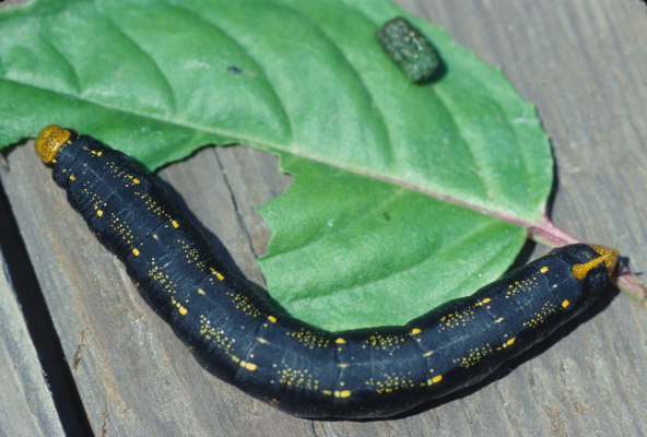 Hyles lineata - The White-lined Sphinx