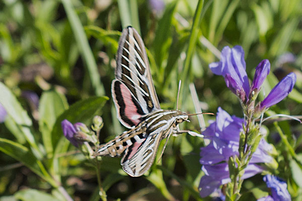 Hyles lineata - The White-lined Sphinx