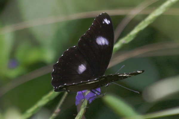 Hypolimnas bolina pallescens - The Blue Moon