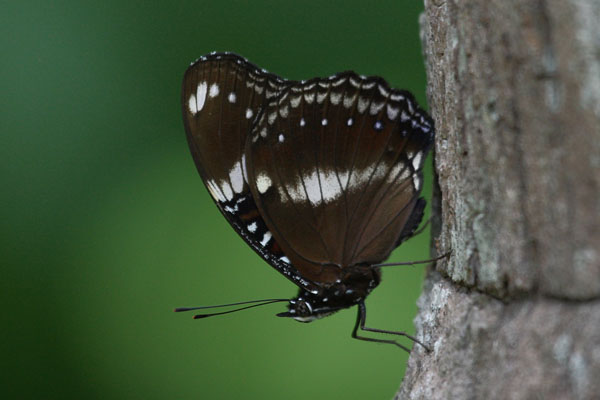 Hypolimnas bolina pallescens - The Blue Moon