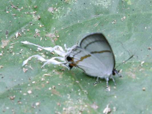 Hypolycaena antifaunus antifaunus - The Large Fairy Hairstreak