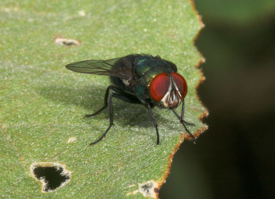 Unidentified Blow-fly