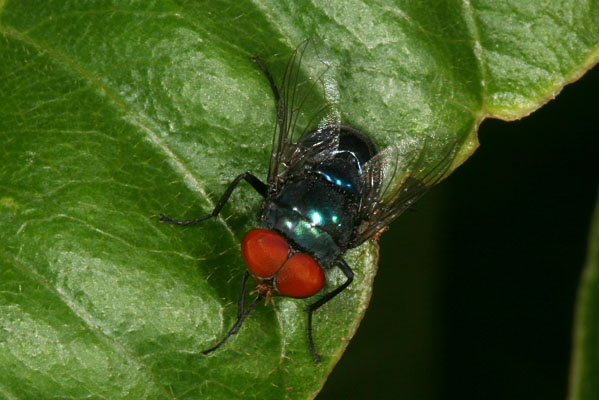 Unidentified Blow-fly