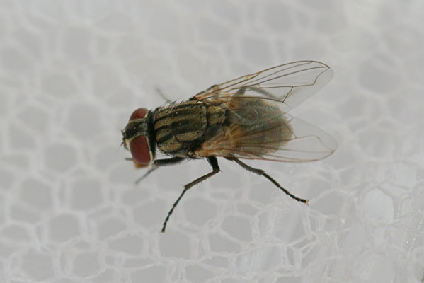 Unknown Flesh Fly