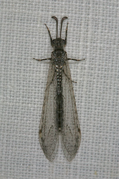 Unknown Antlion