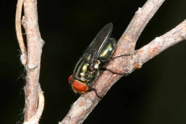 Unidentified Blow-fly