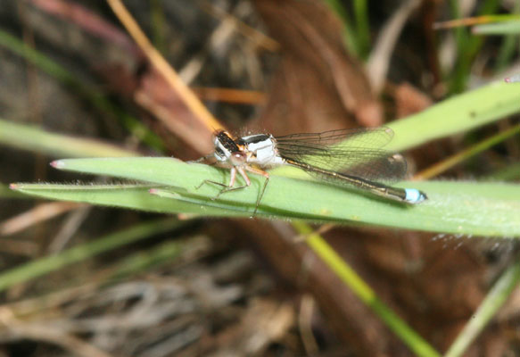 Ischnura cervula - The Pacific Forktail