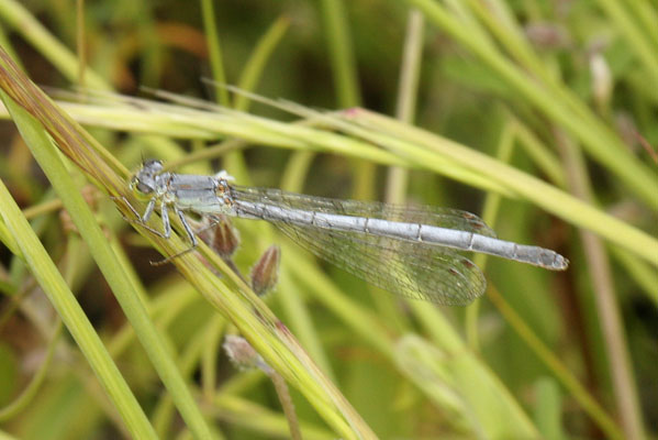 Ischnura perparva - The Western Forktail