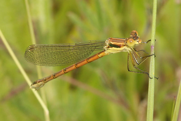 Ischnura perparva - The Western Forktail