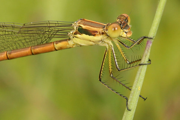 Ischnura perparva - The Western Forktail