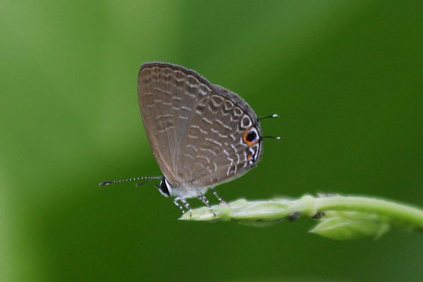 Jamides bochus candrena