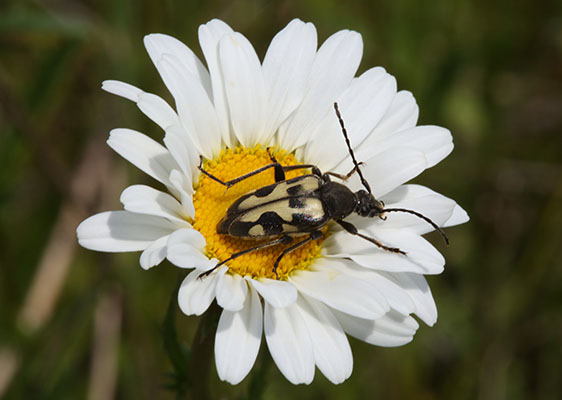 Judolia instabilis