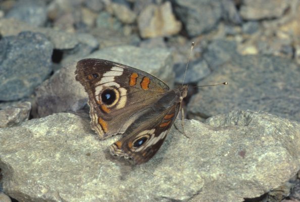 Junonia coenia grisea - The Common Buckeye