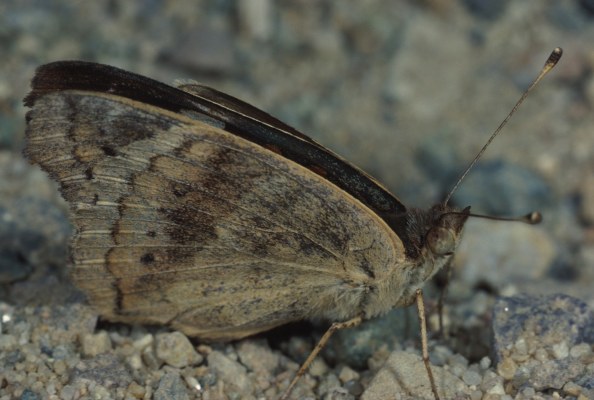 Junonia coenia grisea - The Common Buckeye