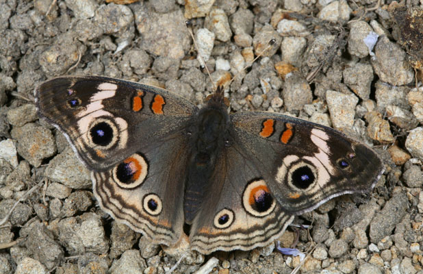 Junonia coenia grisea - The Common Buckeye