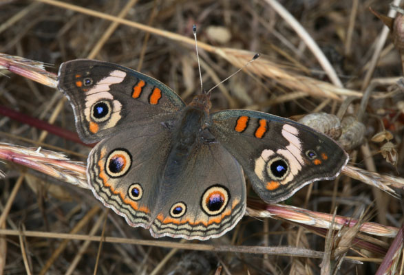 Junonia coenia grisea - The Common Buckeye