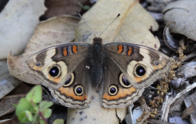 Junonia coenia grisea - The Common Buckeye