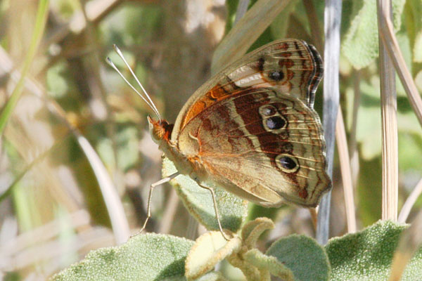 Junonia genoveva - The Tropical Buckeye