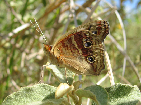 Junonia genoveva - The Tropical Buckeye