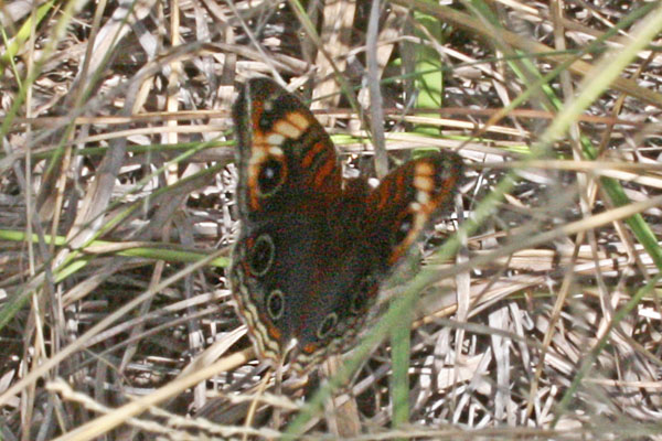 Junonia genoveva - The Tropical Buckeye